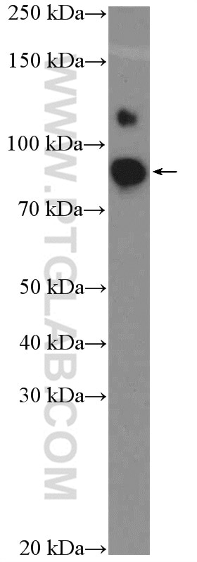 Western Blot (WB) analysis of NCCIT cells using OCT1 Polyclonal antibody (10387-1-AP)