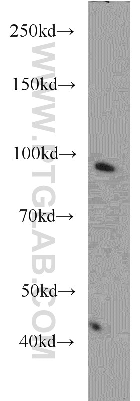 Western Blot (WB) analysis of HeLa cells using OCT1 Polyclonal antibody (10387-1-AP)