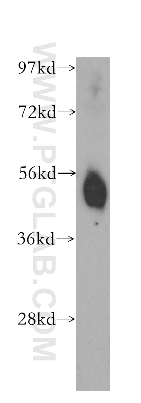 Western Blot (WB) analysis of mouse ovary tissue using OCT2 Polyclonal antibody (10867-2-AP)
