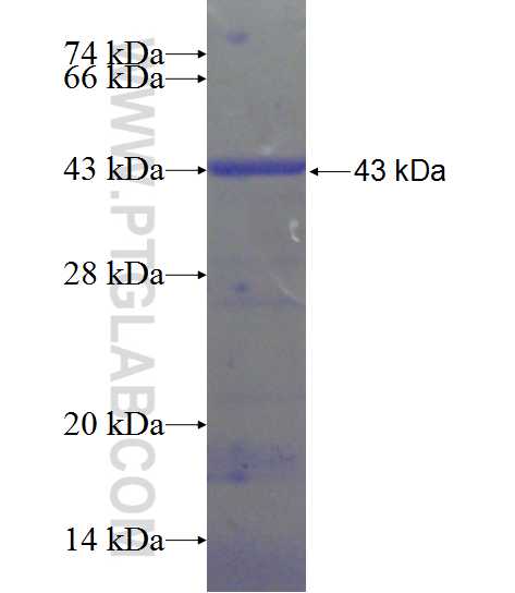 POU2F2 fusion protein Ag24540 SDS-PAGE