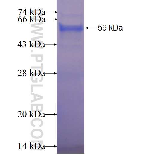 POU2F2 fusion protein Ag0955 SDS-PAGE