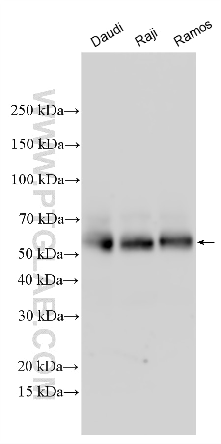 WB analysis using 18996-1-AP Western Blot (WB) analysis of various lysates using OCT2/POU2F2-Specific Polyclonal antibody (18996-1-AP)