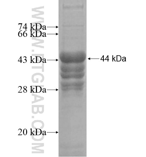 POU2F3 fusion protein Ag13300 SDS-PAGE