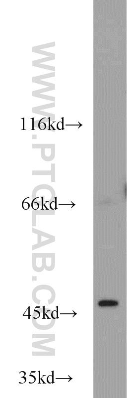 Western Blot (WB) analysis of HEK-293 cells using Oct6-Specific Polyclonal antibody (18997-1-AP)