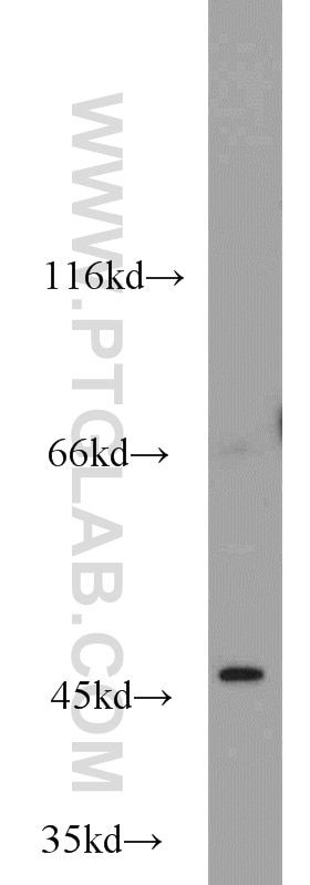 WB analysis of HEK-293 using 18997-1-AP