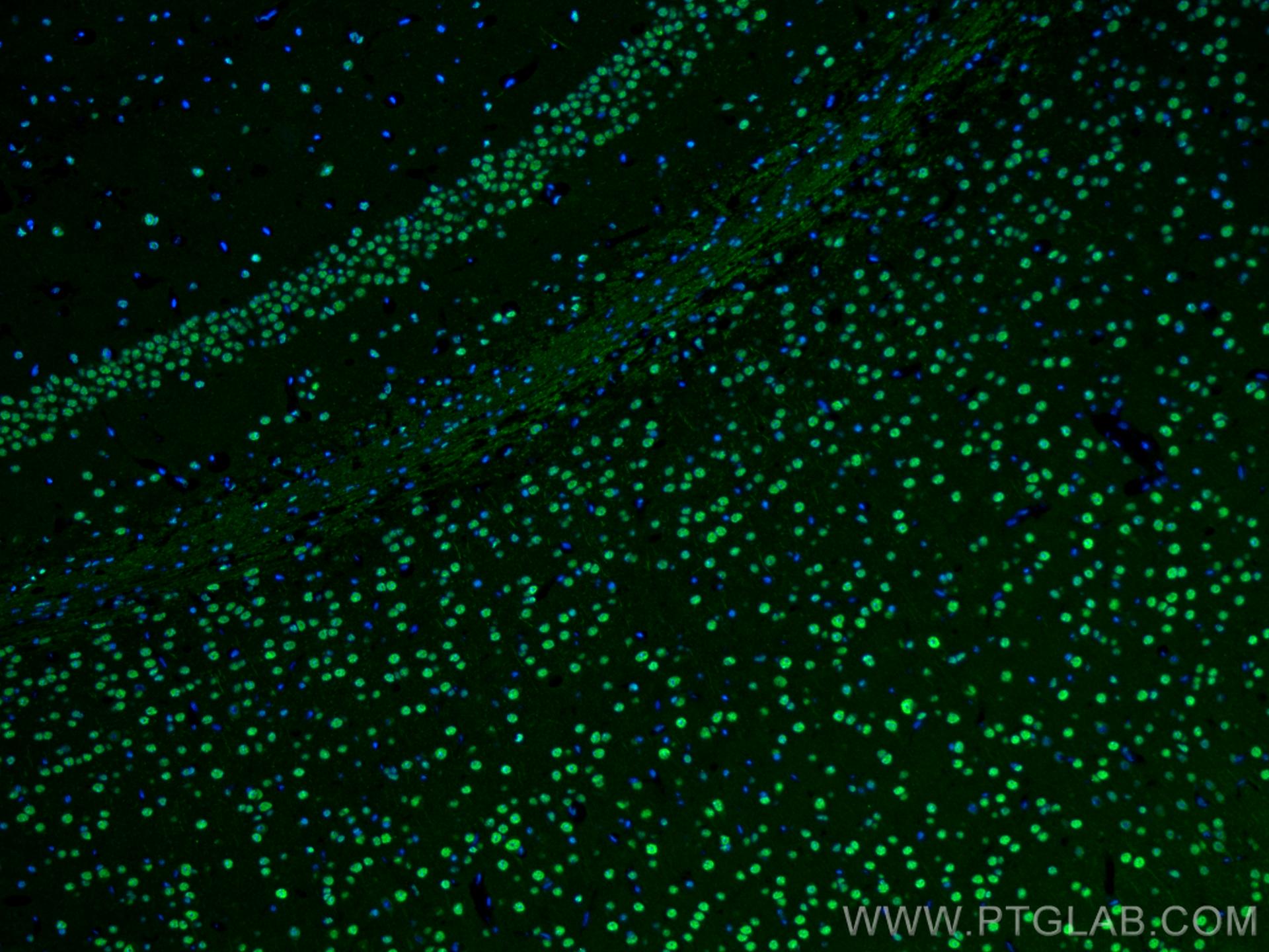 Immunofluorescence (IF) / fluorescent staining of mouse brain tissue using BRN2 Polyclonal antibody (14596-1-AP)