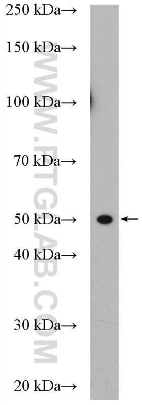 Western Blot (WB) analysis of HeLa cells using BRN2 Polyclonal antibody (14596-1-AP)