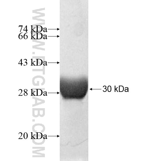 POU3F2 fusion protein Ag10377 SDS-PAGE
