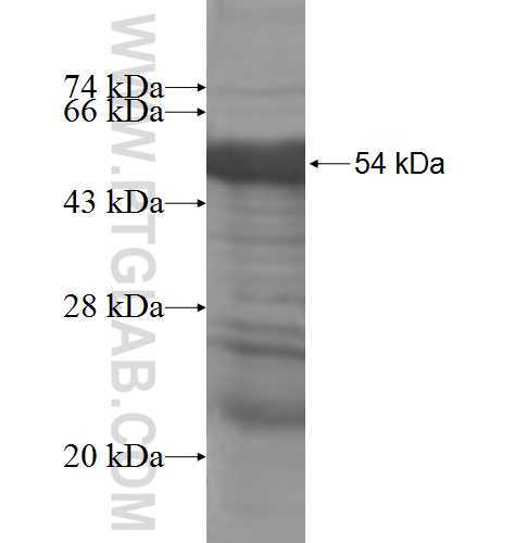 POU3F2 fusion protein Ag6131 SDS-PAGE