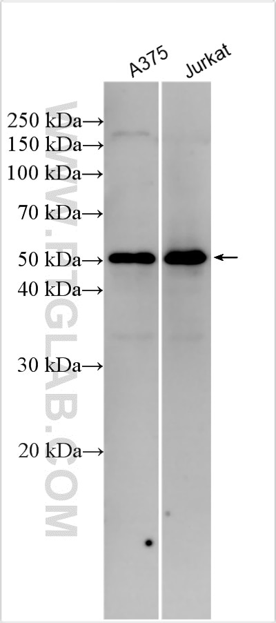 Western Blot (WB) analysis of various lysates using BRN2-Specific Polyclonal antibody (18998-1-AP)