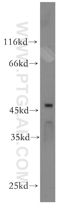 WB analysis of HeLa using 18998-1-AP