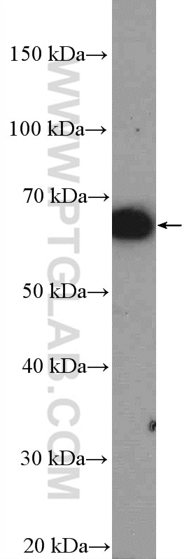 Western Blot (WB) analysis of mouse brain tissue using POU3F3-Specific Polyclonal antibody (18999-1-AP)