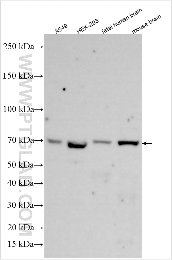 WB analysis using 18999-1-AP Western Blot (WB) analysis of various lysates using POU3F3 Polyclonal antibody (18999-1-AP)
