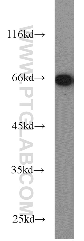 Western Blot (WB) analysis of HEK-293 cells using POU3F3-Specific Polyclonal antibody (18999-1-AP)