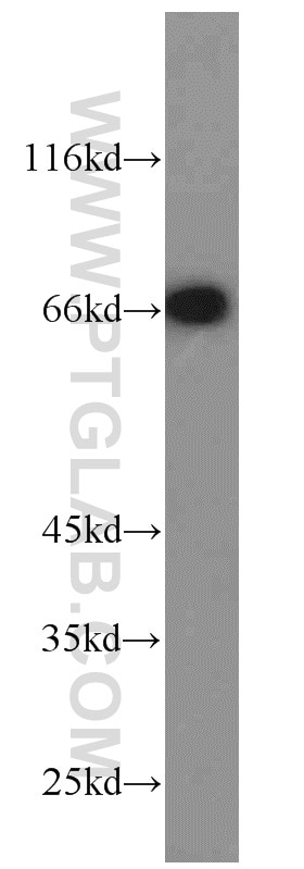 Western Blot (WB) analysis of HEK-293 cells using POU3F3-Specific Polyclonal antibody (18999-1-AP)