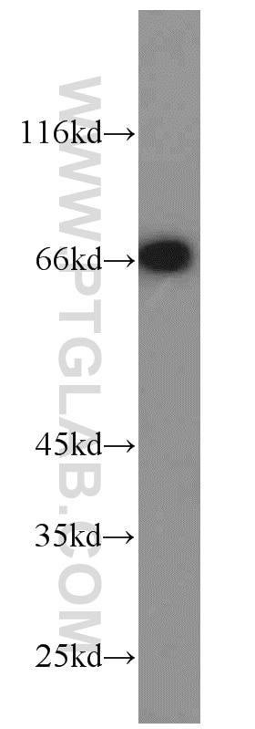 Western Blot (WB) analysis of HEK-293 cells using POU3F3-Specific Polyclonal antibody (18999-1-AP)