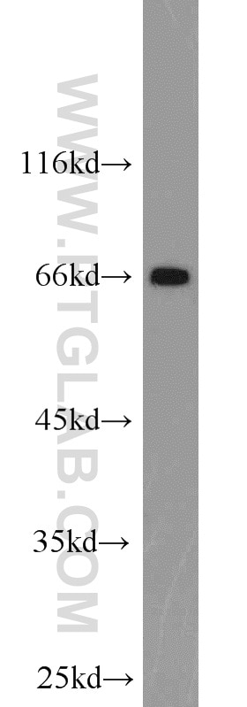 Western Blot (WB) analysis of HEK-293 cells using POU3F3-Specific Polyclonal antibody (18999-1-AP)