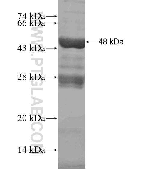 POU3F4 fusion protein Ag18925 SDS-PAGE
