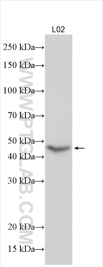 Western Blot (WB) analysis of L02 cells using POU4F2 Polyclonal antibody (55042-1-AP)