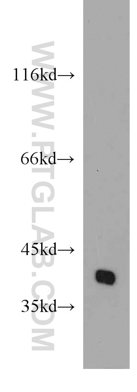 Western Blot (WB) analysis of mouse brain tissue using POU4F2 Polyclonal antibody (55042-1-AP)