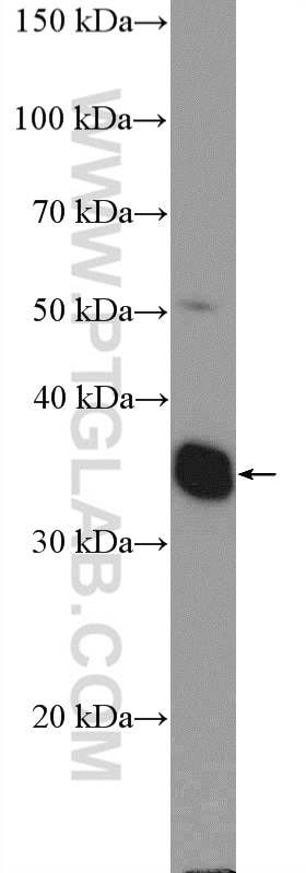 Western Blot (WB) analysis of HL-60 cells using POU4F3 Polyclonal antibody (21509-1-AP)