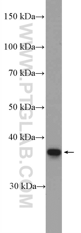 Western Blot (WB) analysis of Neuro-2a cells using POU4F3 Polyclonal antibody (21509-1-AP)