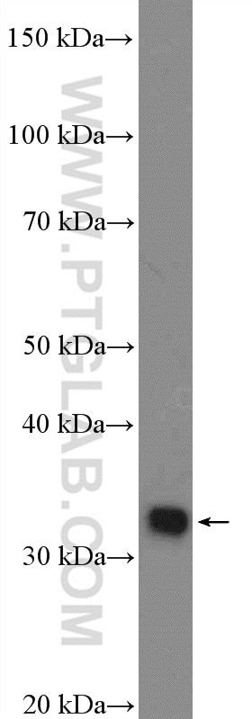 Western Blot (WB) analysis of Neuro-2a cells using POU4F3 Polyclonal antibody (21509-1-AP)