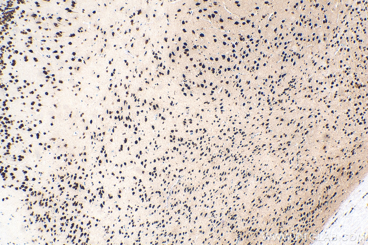 IHC staining of mouse brain using 82980-1-RR
