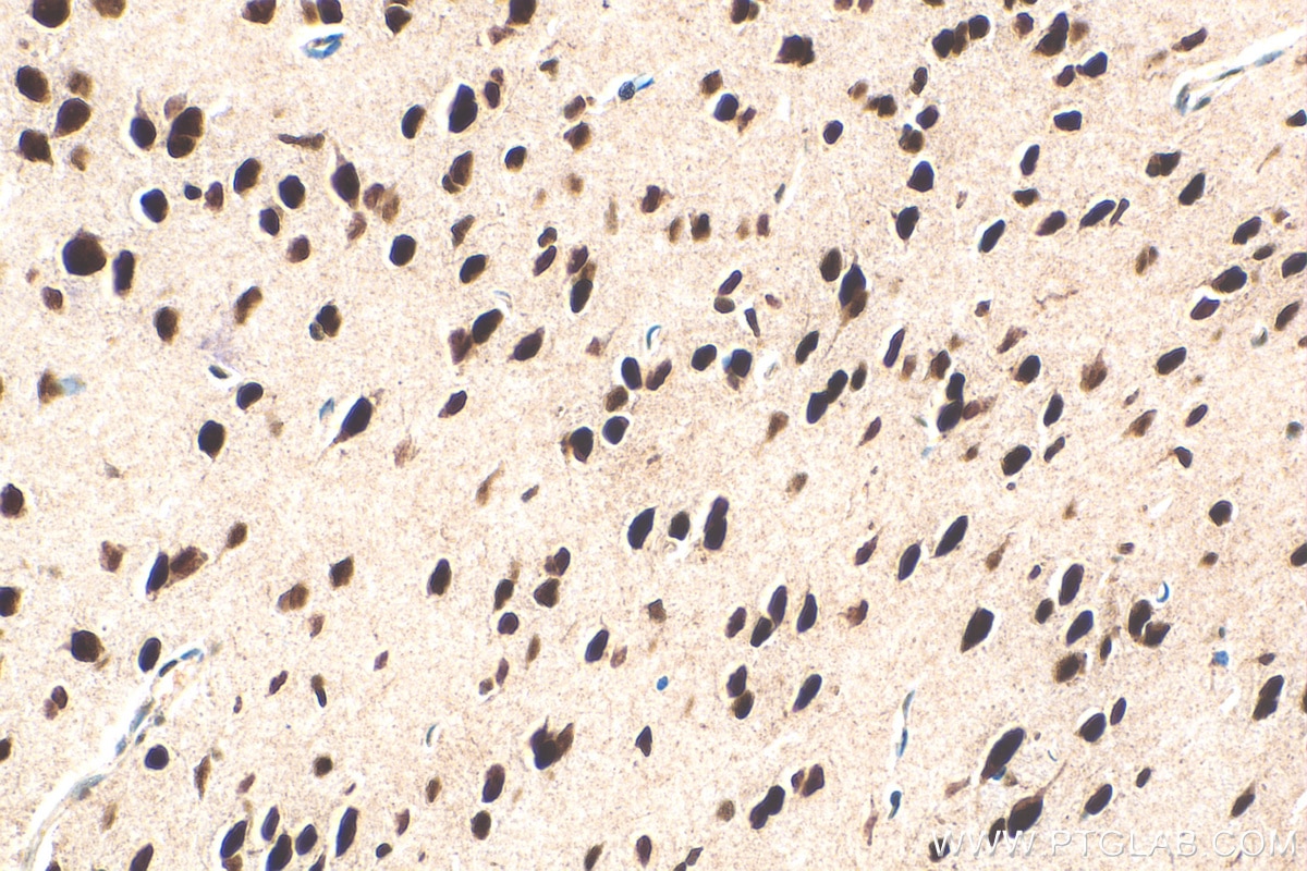 IHC staining of mouse brain using 82980-1-RR