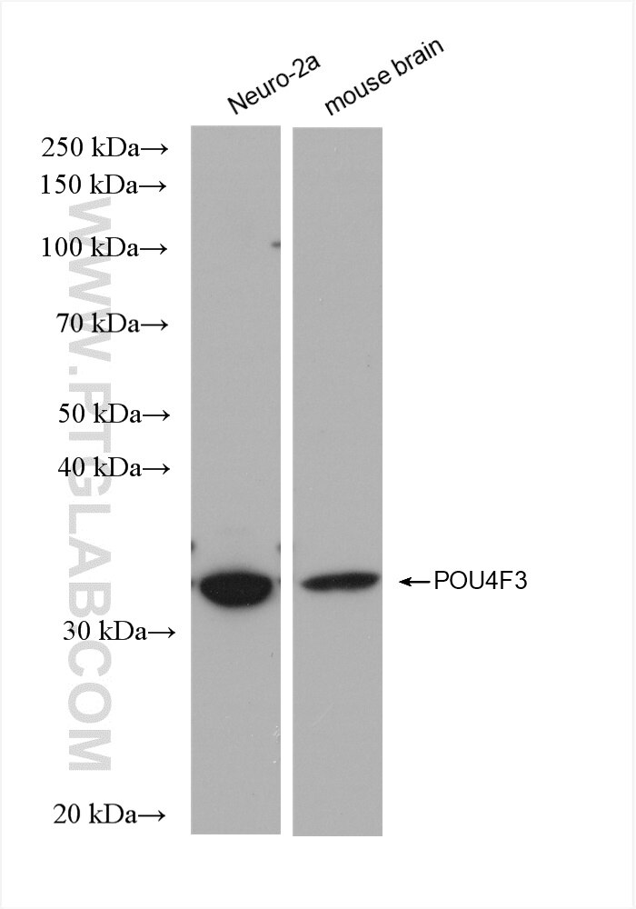 Western Blot (WB) analysis of various lysates using human POU4F3 Recombinant antibody (82980-1-RR)