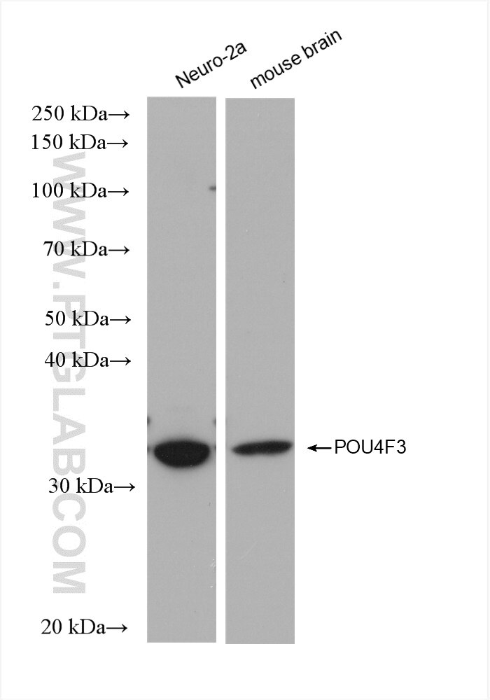 WB analysis using 82980-1-RR