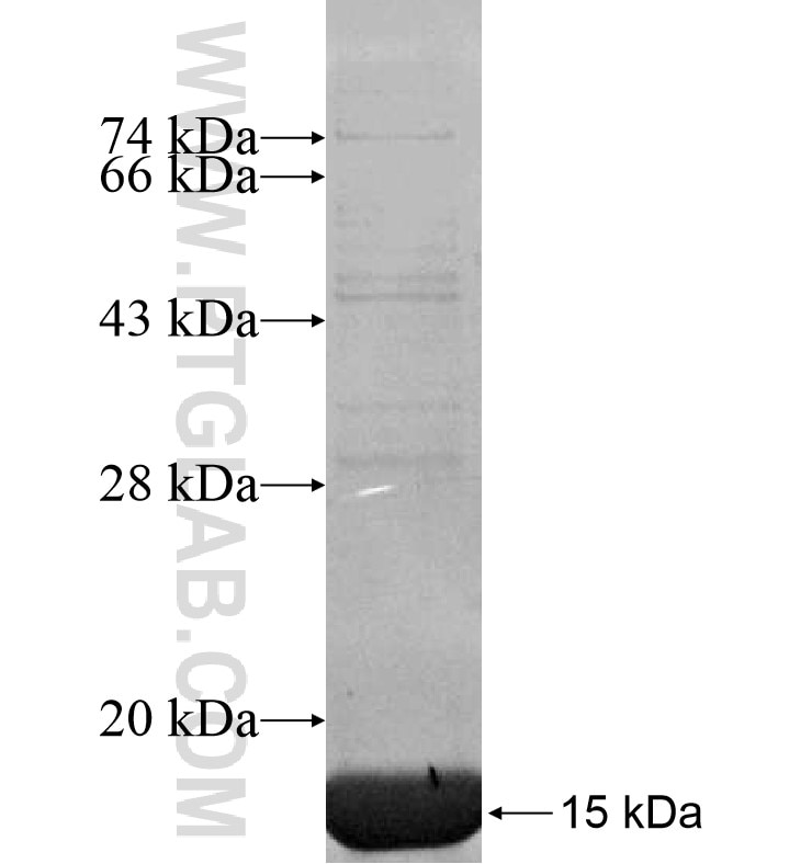 POU4F3 fusion protein Ag16734 SDS-PAGE