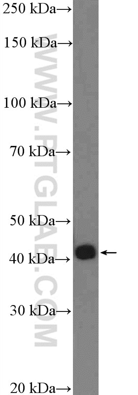 Western Blot (WB) analysis of NCCIT cells using POU5F2 Polyclonal antibody (26362-1-AP)