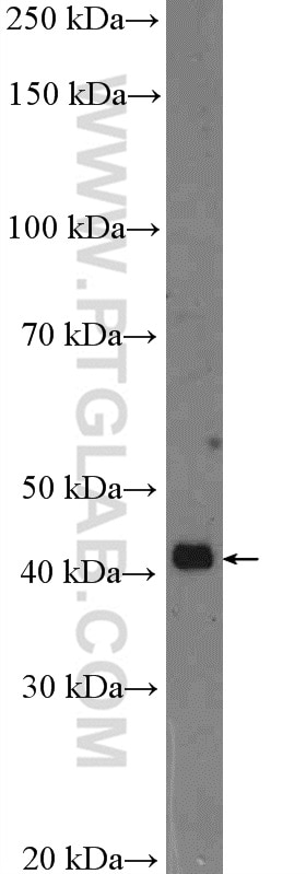 Western Blot (WB) analysis of NCCIT cells using POU5F2 Polyclonal antibody (26362-1-AP)