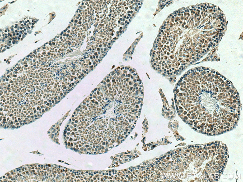 Immunohistochemistry (IHC) staining of mouse testis tissue using PPP2R4 Polyclonal antibody (10321-1-AP)