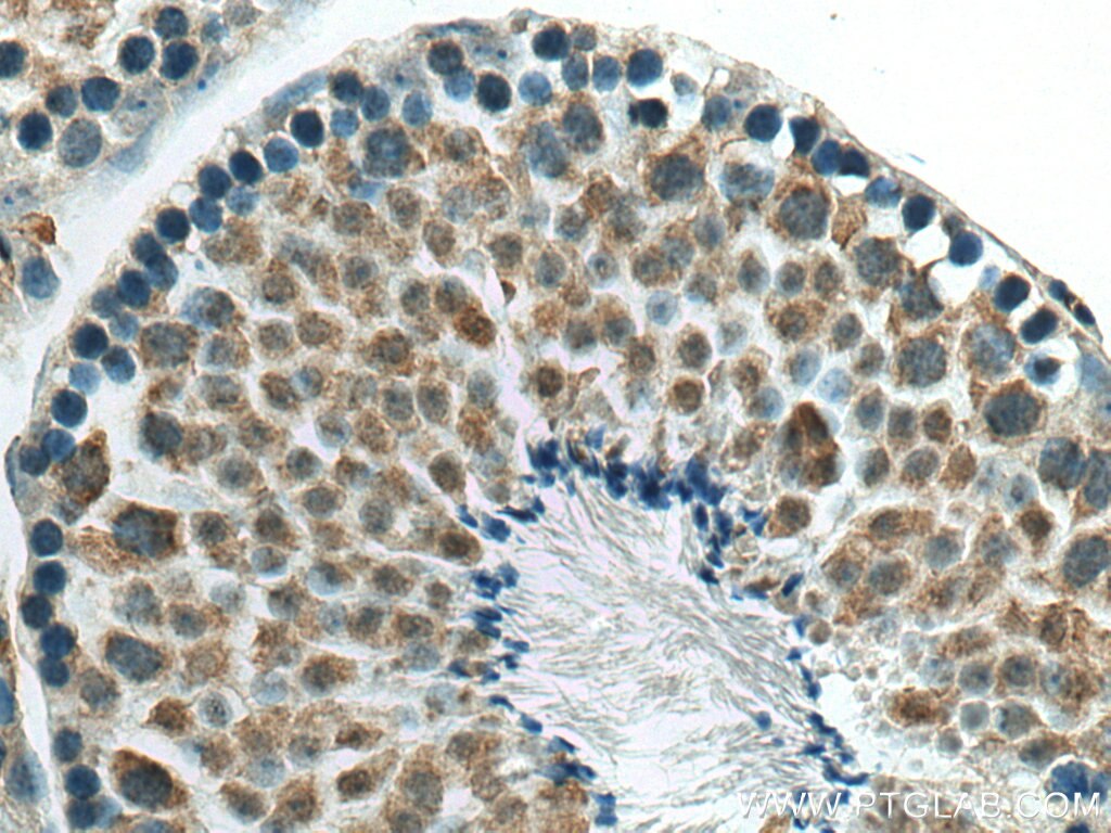 Immunohistochemistry (IHC) staining of mouse testis tissue using PPP2R4 Polyclonal antibody (10321-1-AP)