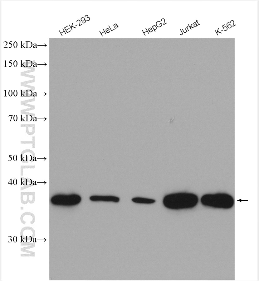 Western Blot (WB) analysis of various lysates using PPP2R4 Polyclonal antibody (10321-1-AP)