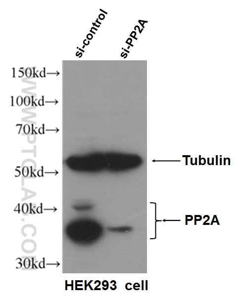 Western Blot (WB) analysis of HEK-293 cells using PPP2R4 Polyclonal antibody (10321-1-AP)