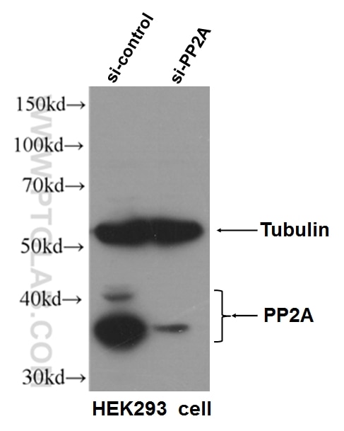 WB analysis of HEK-293 using 10321-1-AP