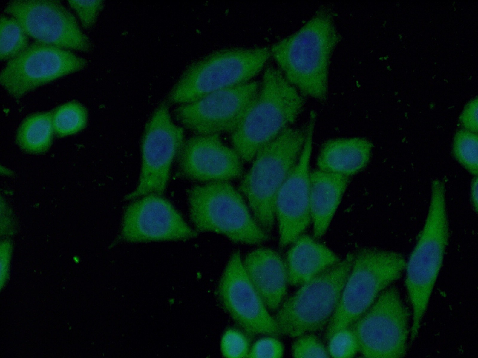 Immunofluorescence (IF) / fluorescent staining of HeLa cells using PPA1 Polyclonal antibody (14985-1-AP)