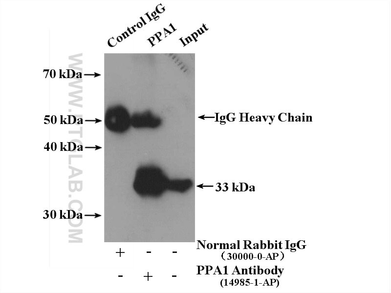 Immunoprecipitation (IP) experiment of mouse liver tissue using PPA1 Polyclonal antibody (14985-1-AP)