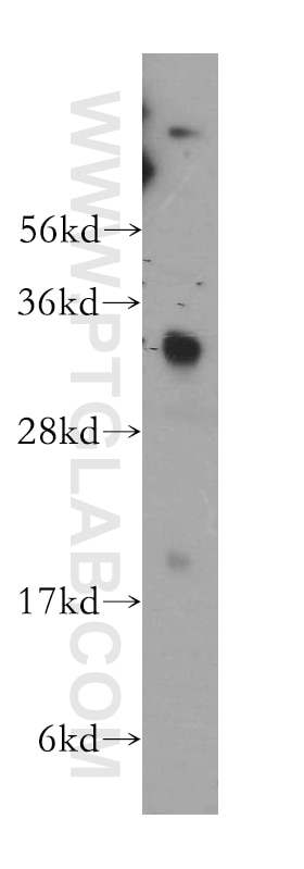 Western Blot (WB) analysis of human heart tissue using PPA1 Polyclonal antibody (14985-1-AP)