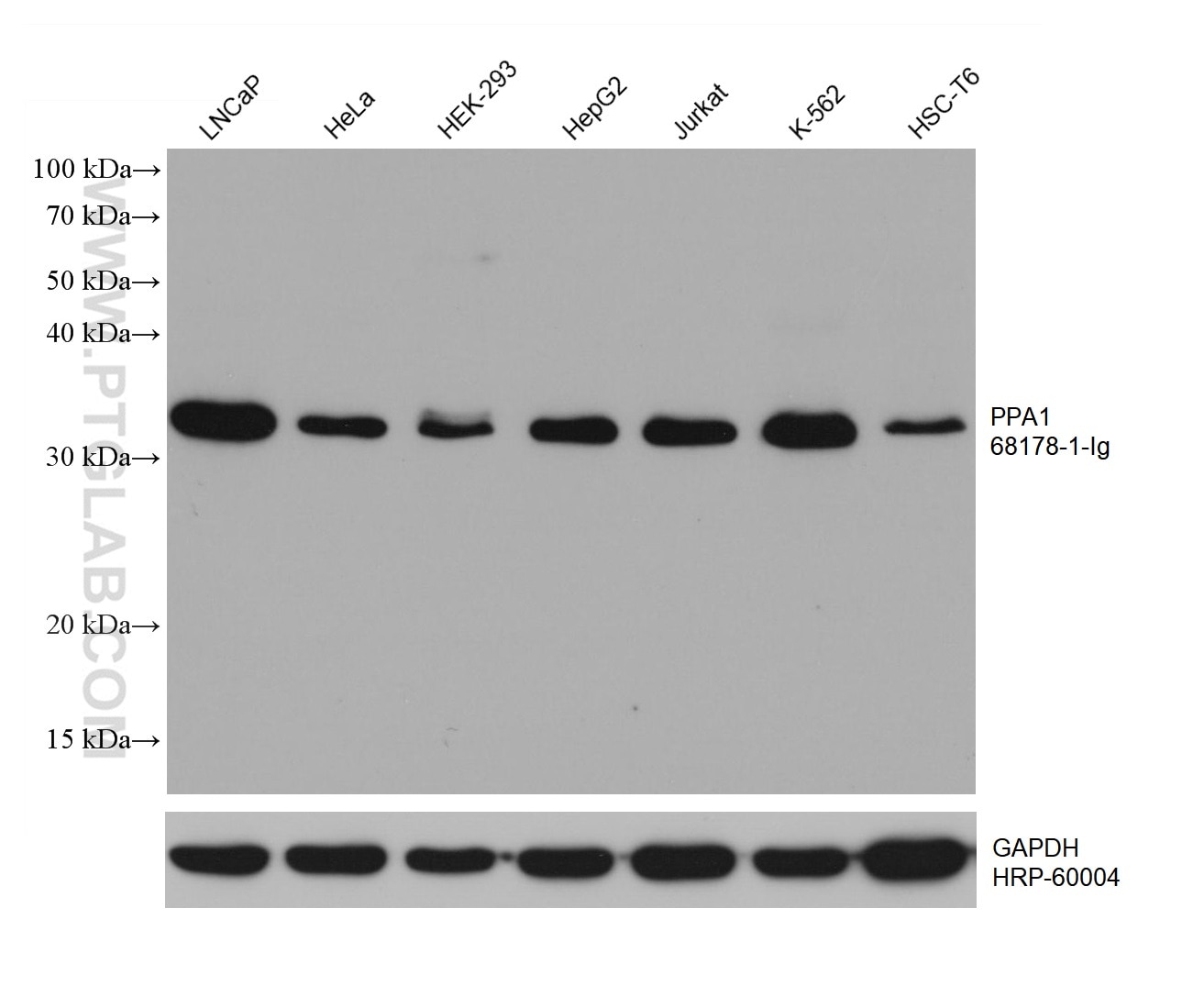 Western Blot (WB) analysis of various lysates using PPA1 Monoclonal antibody (68178-1-Ig)