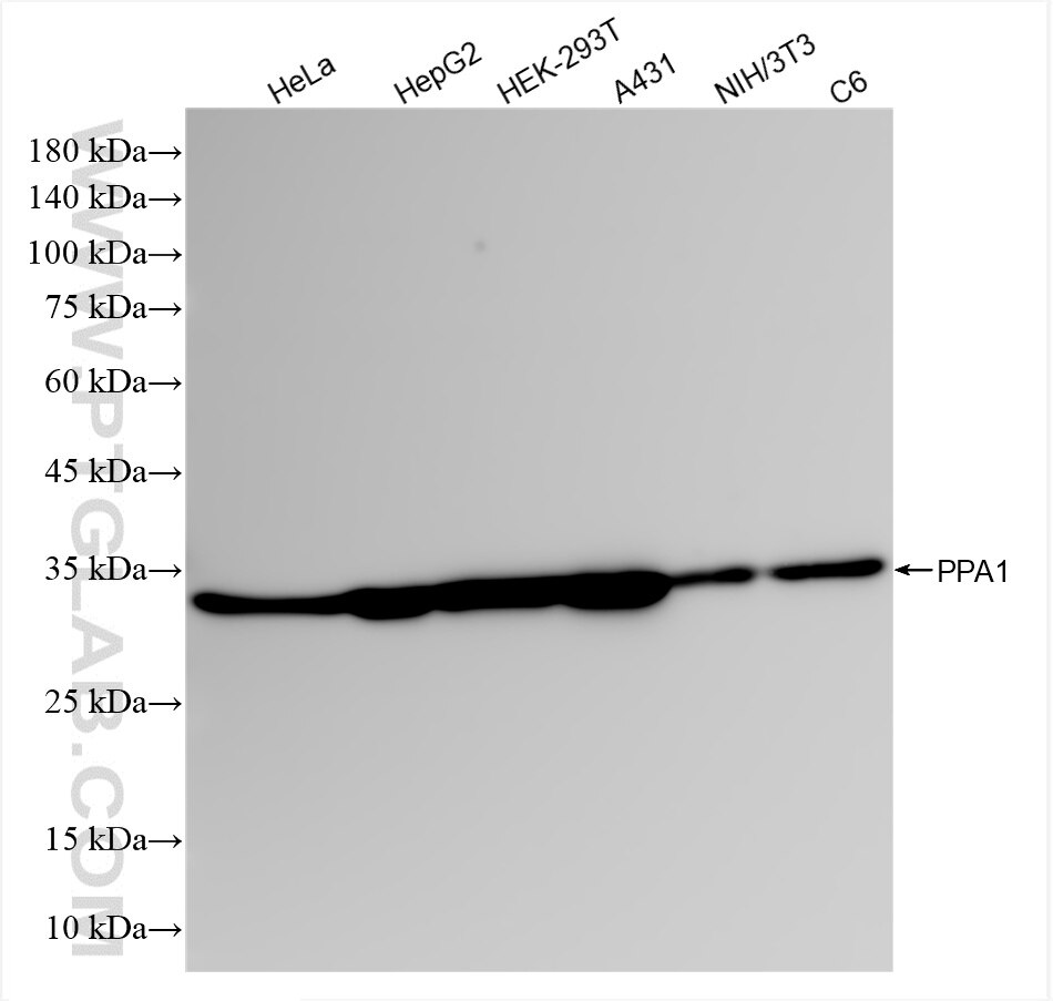 Western Blot (WB) analysis of various lysates using PPA1 Recombinant antibody (85445-3-RR)