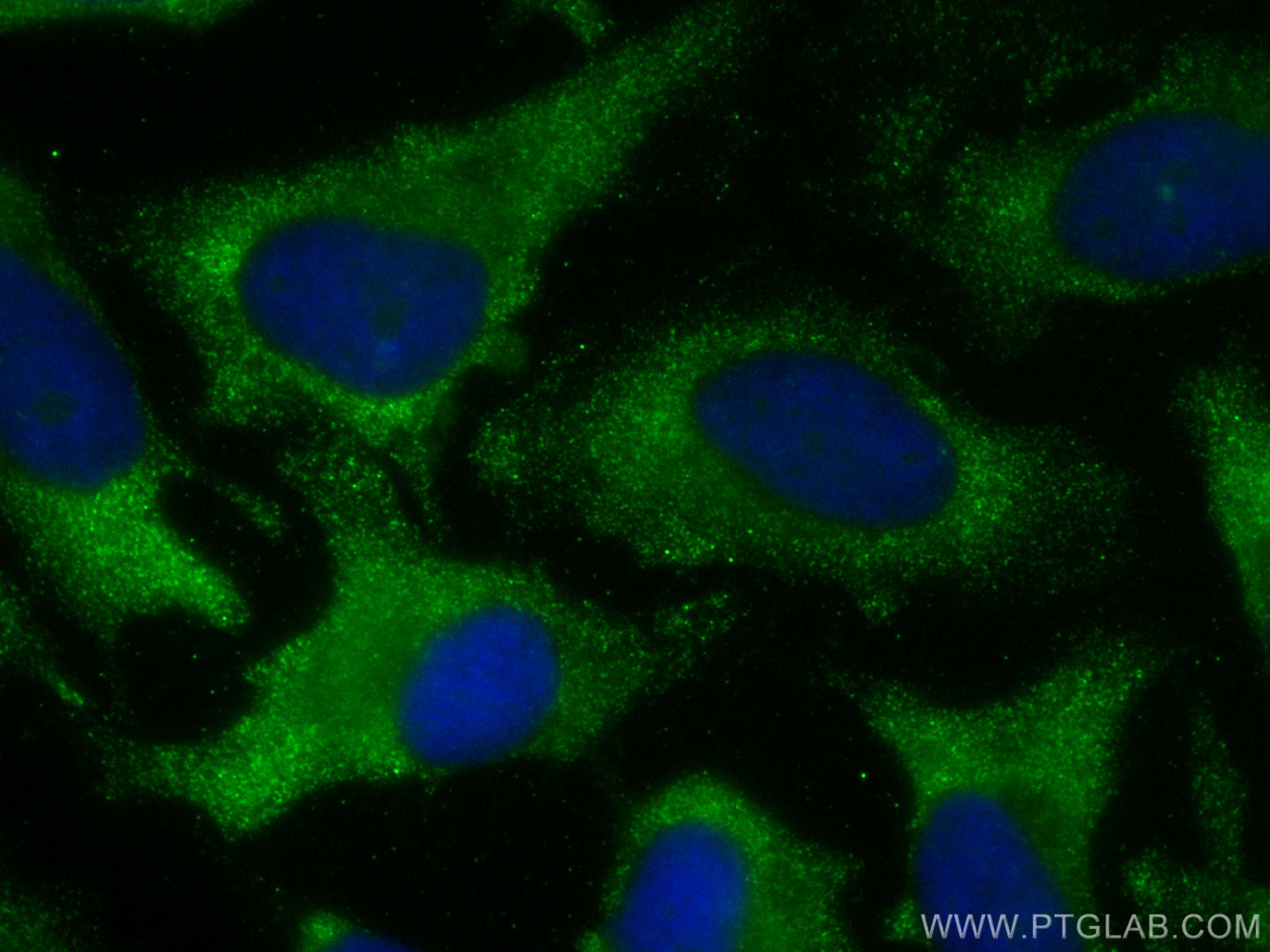 Immunofluorescence (IF) / fluorescent staining of HeLa cells using CoraLite® Plus 488-conjugated PPA1 Monoclonal anti (CL488-68178)