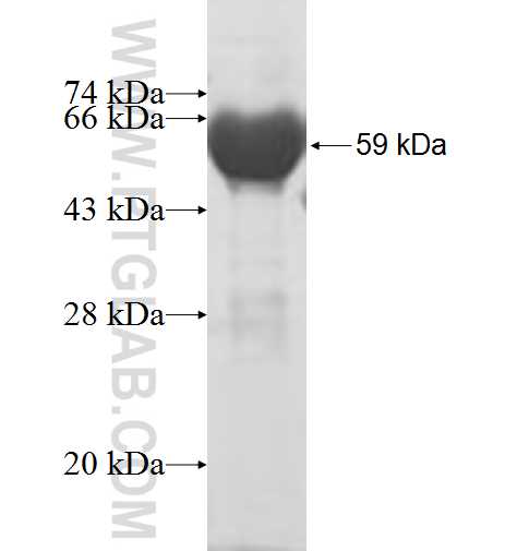 PPA1 fusion protein Ag6969 SDS-PAGE