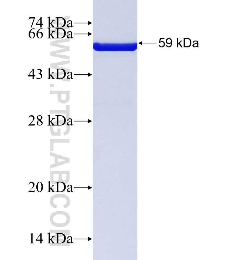 PPA1 fusion protein Ag6969 SDS-PAGE