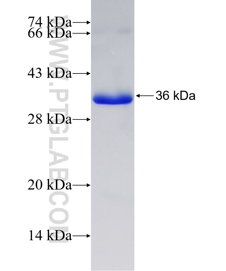 PPA1 fusion protein Ag7049 SDS-PAGE