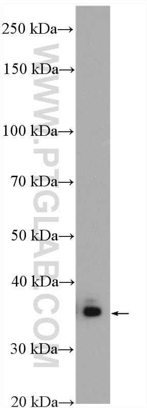 Western Blot (WB) analysis of mouse heart tissue using PPA2 Polyclonal antibody (16662-1-AP)
