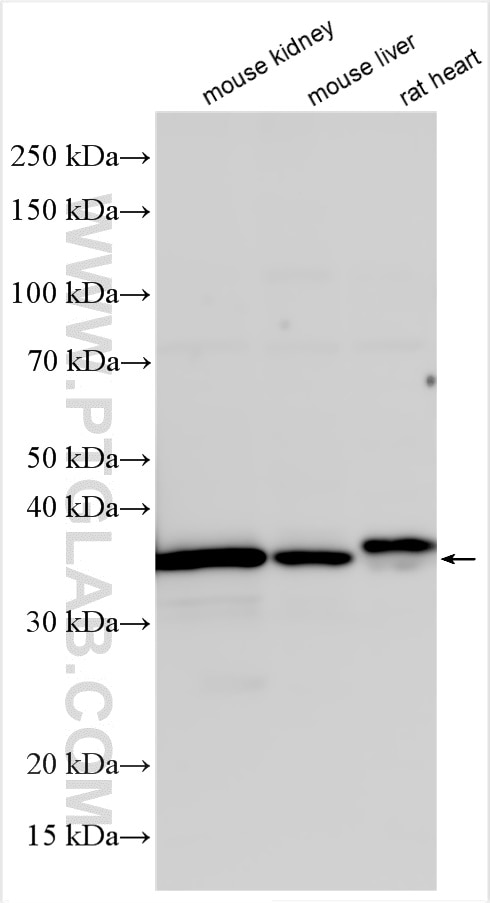 Western Blot (WB) analysis of various lysates using PPA2 Polyclonal antibody (16662-1-AP)
